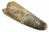 Fossil Spinosaurus Tooth - Feeding Worn Tip #344574-1